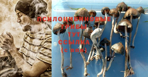 стаф Зерноград