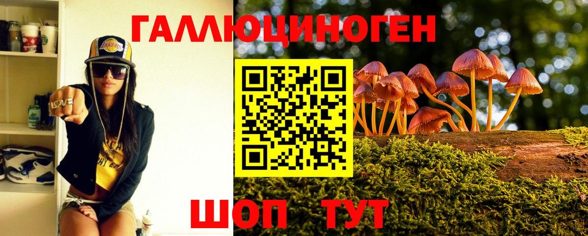 Псилоцибиновые грибы Psilocybe Калининград